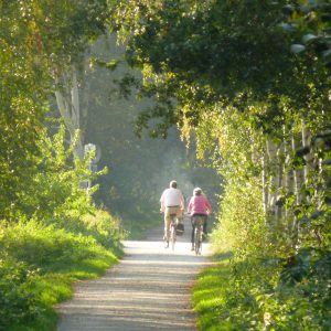 Fahrrad im Wald