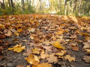 Wald im Herbst