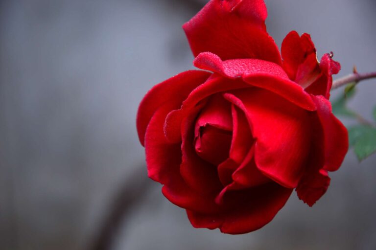 Ewige Liebe